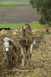 Image du Maroc Professionnelle de  Mohamed agriculteur aux environ d’El Jadida utilise une charrue tiré par un mulet et un chameau, l’emploi d’animaux de bâts de forces différentes s’impose à cause du bon voisinage des deux bêtes contrairement à deux chameaux qui perdent leur temps à se mordre à tour de rôle. Seul inconvénient le tracé de la charrue prend la forme d’un arc sur les grands champs contrairement aux lignes presque droites habituelles. Jeudi 3 Mars 2005. (Photo / Abdeljalil Bounhar)